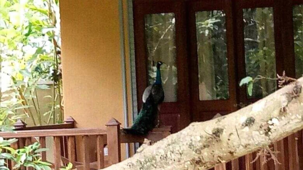 Birds Paradise Cabanas Унаватуна Экстерьер фото