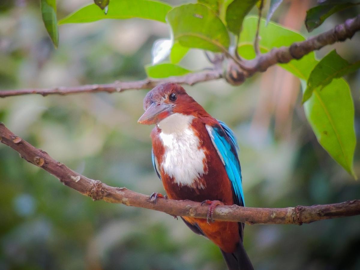 Birds Paradise Cabanas Унаватуна Экстерьер фото