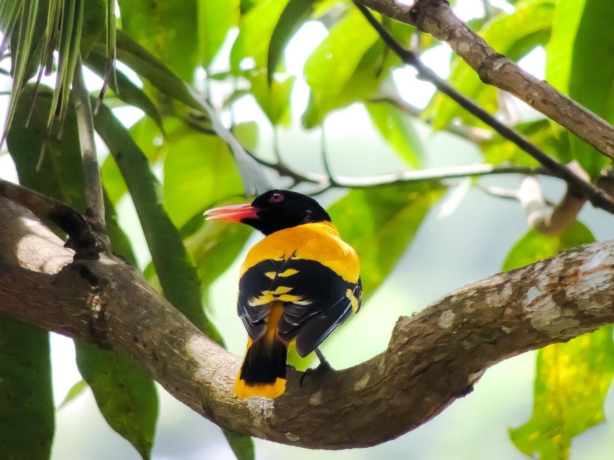 Birds Paradise Cabanas Унаватуна Экстерьер фото