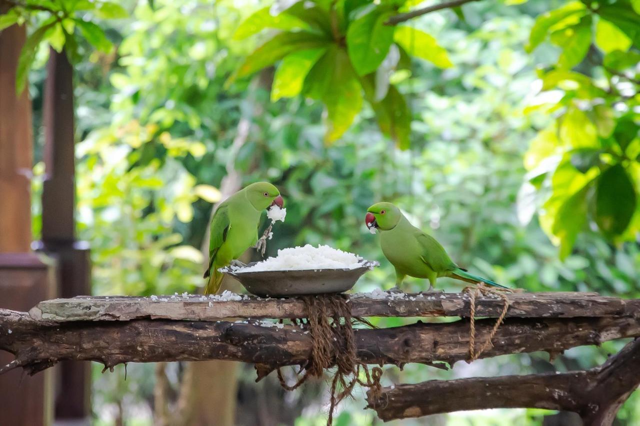 Birds Paradise Cabanas Унаватуна Экстерьер фото