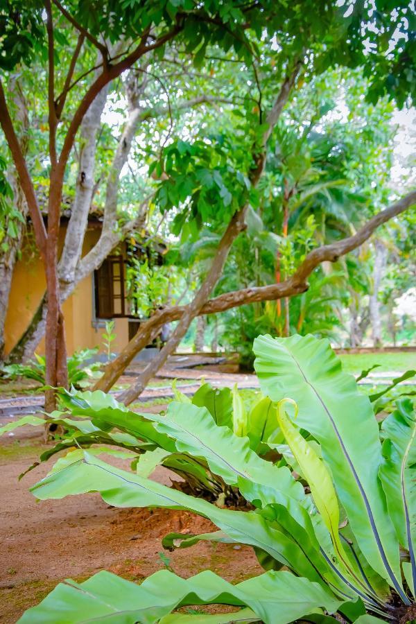 Birds Paradise Cabanas Унаватуна Экстерьер фото