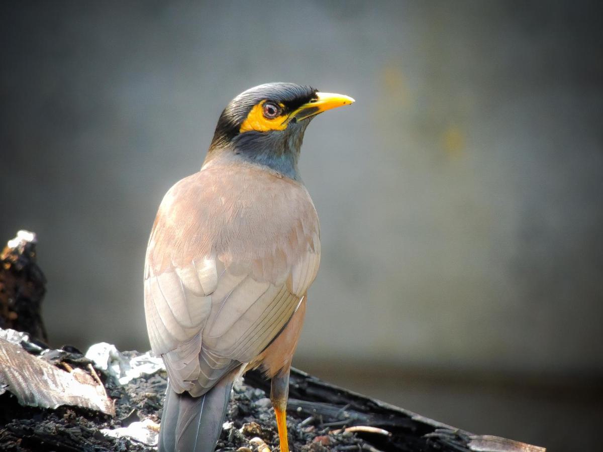 Birds Paradise Cabanas Унаватуна Экстерьер фото