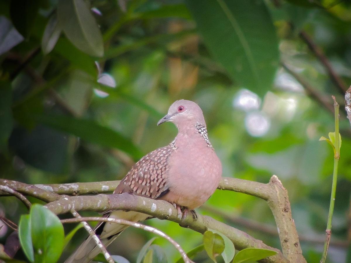 Birds Paradise Cabanas Унаватуна Экстерьер фото
