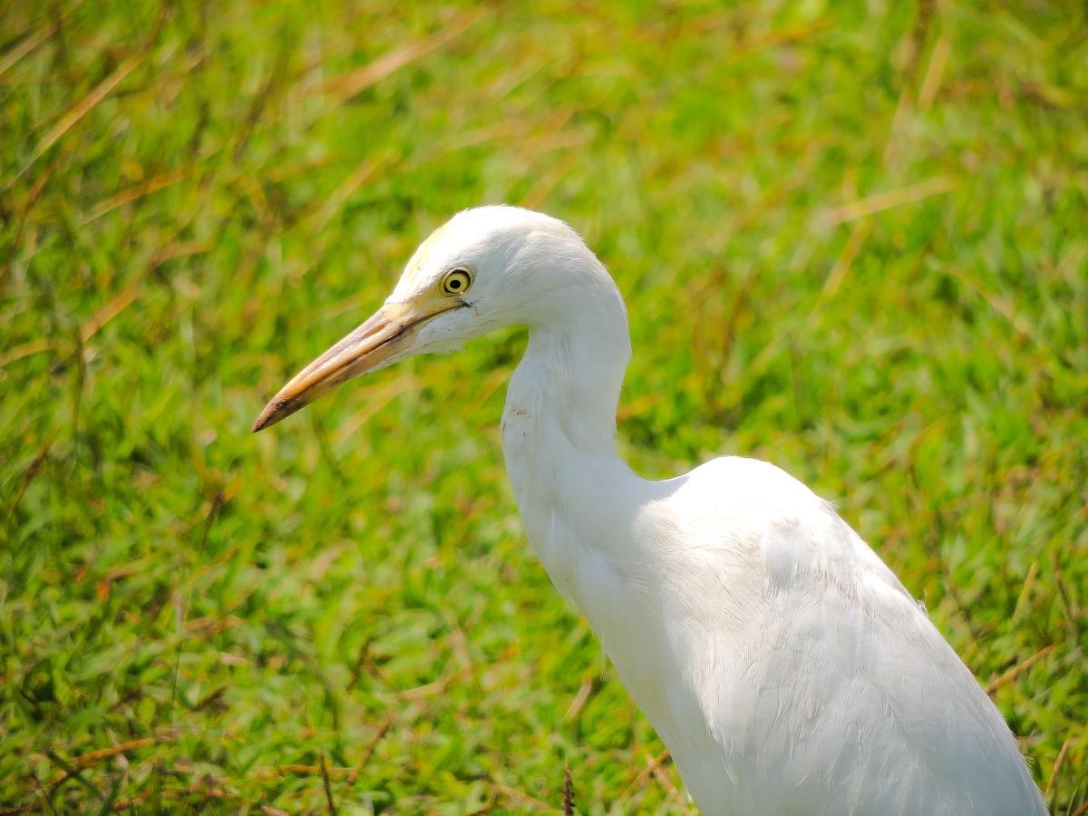 Birds Paradise Cabanas Унаватуна Экстерьер фото