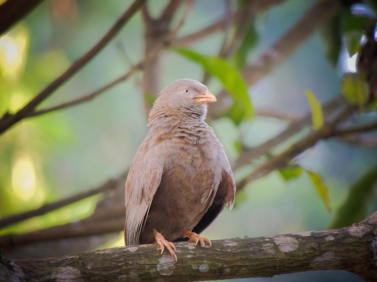 Birds Paradise Cabanas Унаватуна Экстерьер фото