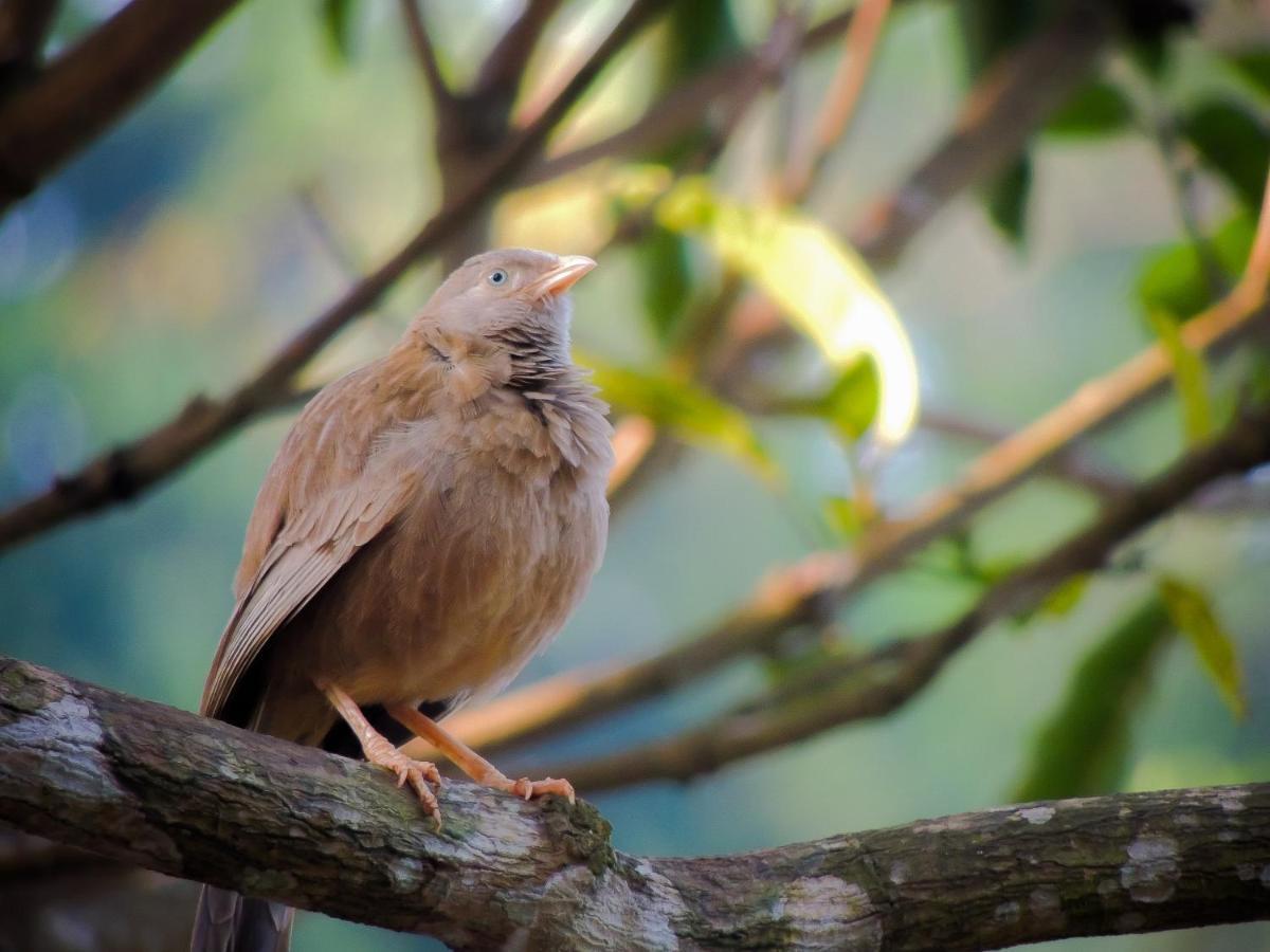 Birds Paradise Cabanas Унаватуна Экстерьер фото