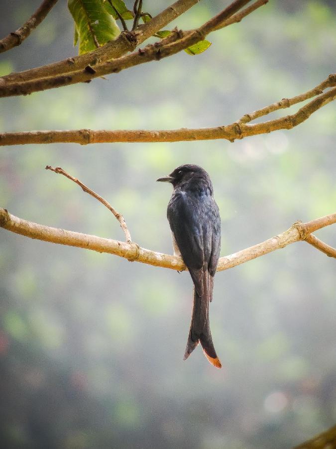 Birds Paradise Cabanas Унаватуна Экстерьер фото