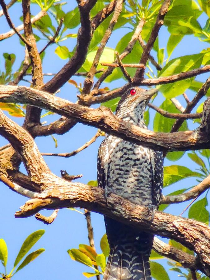 Birds Paradise Cabanas Унаватуна Экстерьер фото