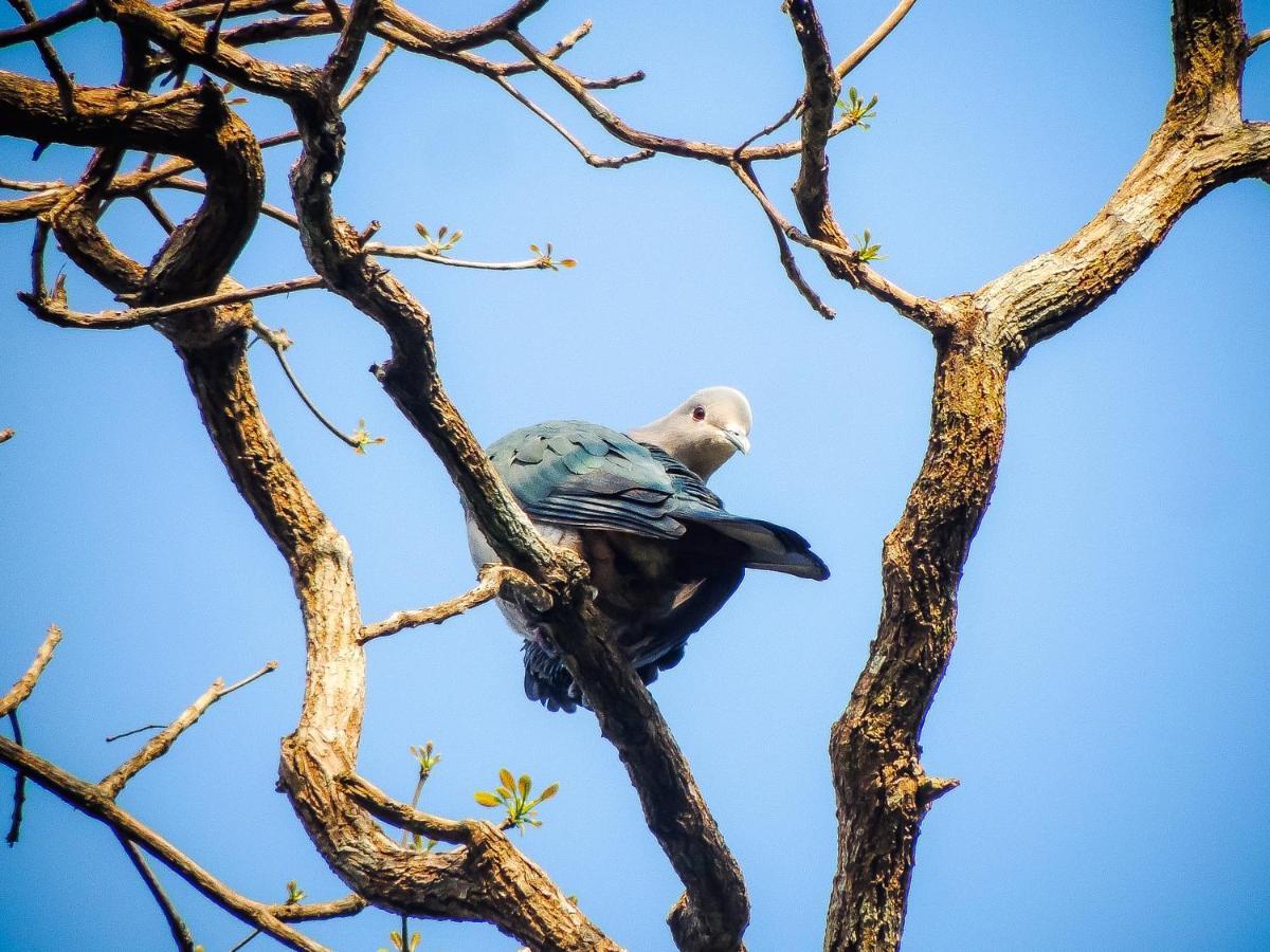 Birds Paradise Cabanas Унаватуна Экстерьер фото