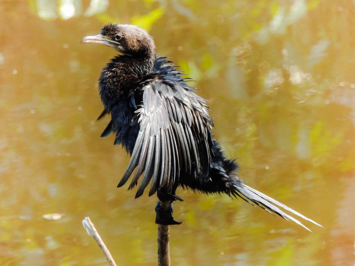 Birds Paradise Cabanas Унаватуна Экстерьер фото
