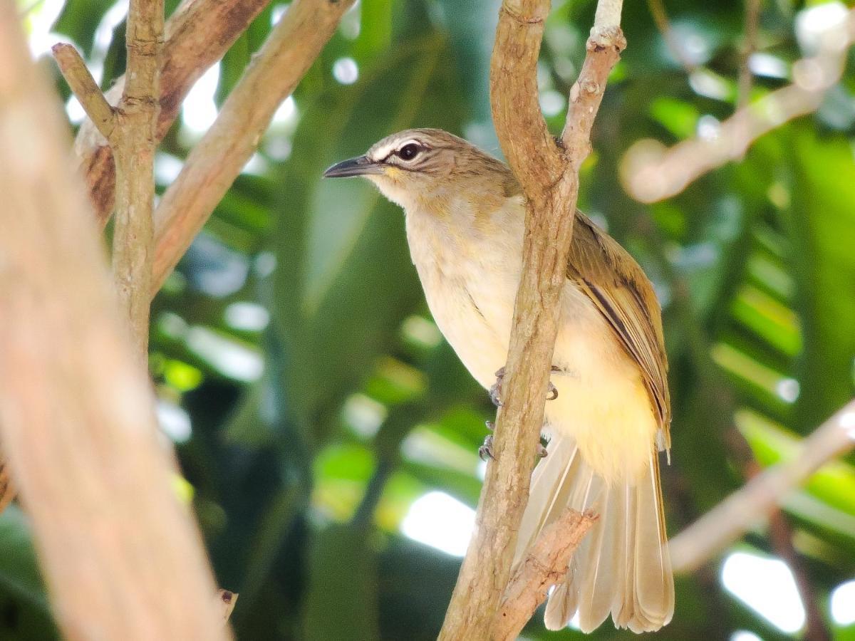 Birds Paradise Cabanas Унаватуна Экстерьер фото